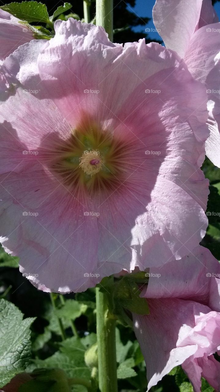 my Hollyhocks2014