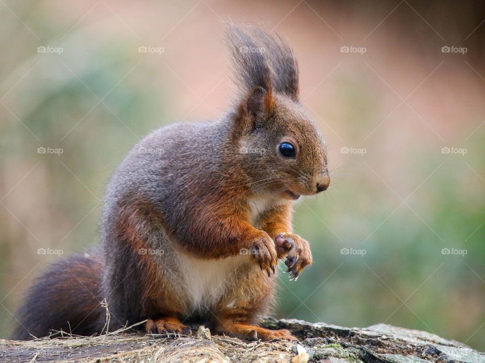 Eurasian red squirrel close up portrait in a park