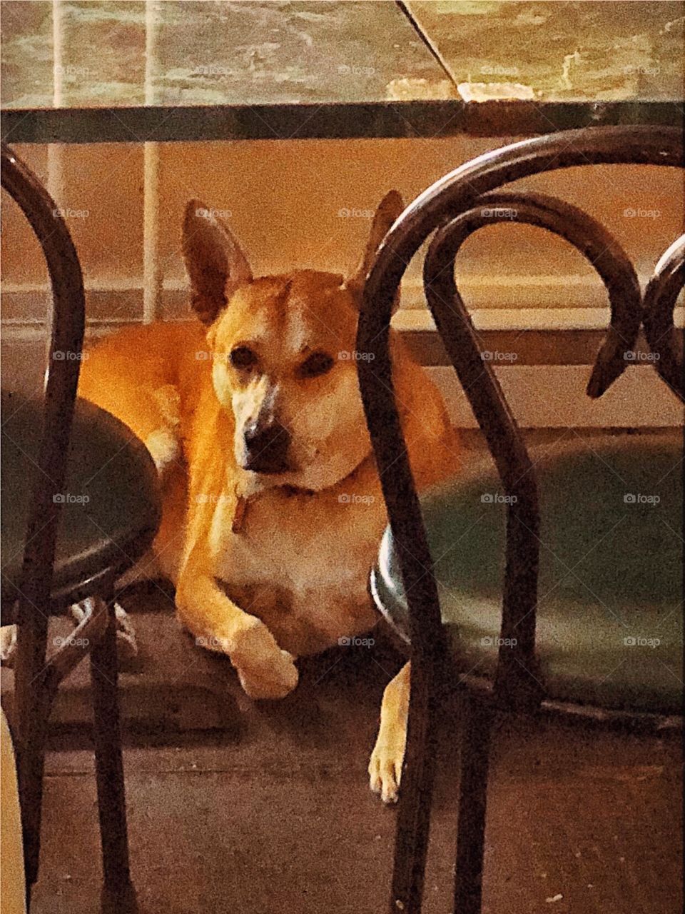 A visitor under my table