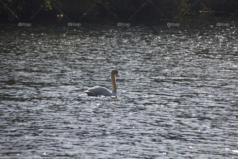 close up of a white swan