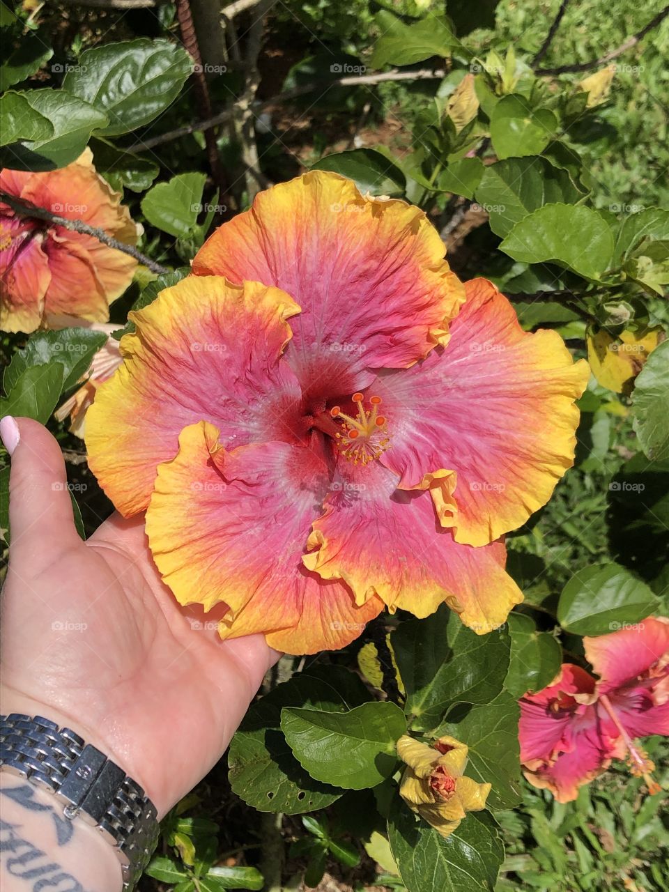 Large Hibiscus 
