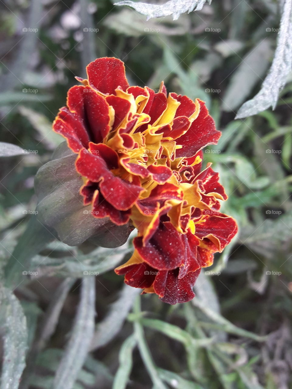 Red marigold
flowers
maroon flower
