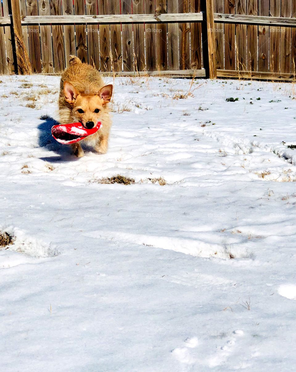 Dog having a ballast chasing his frisbee in the bright white snow. 