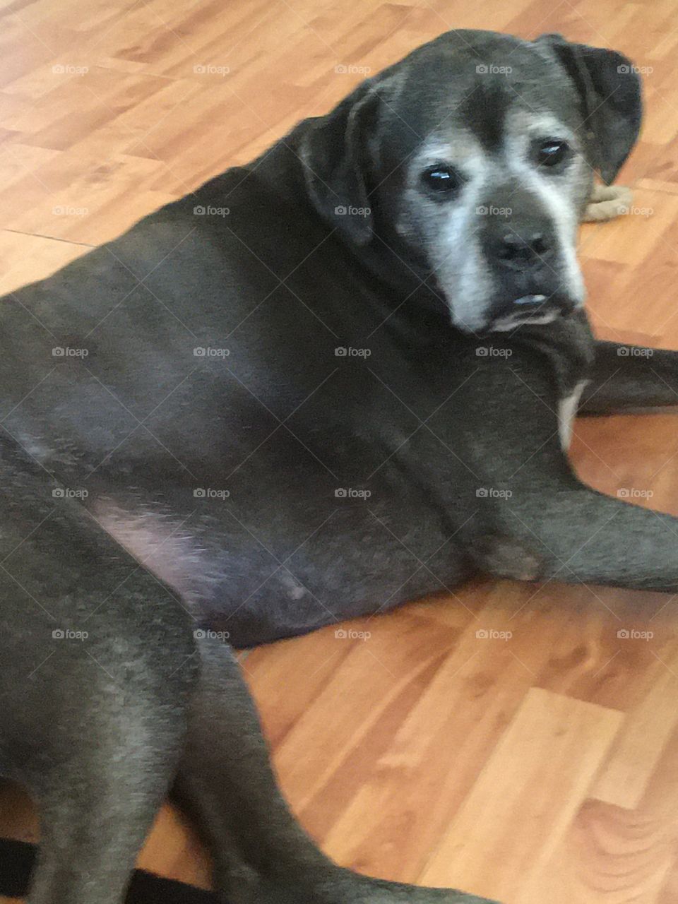 Hi I’m looking a bit old these days but I’m still mommas baby. I’m 8 years young.