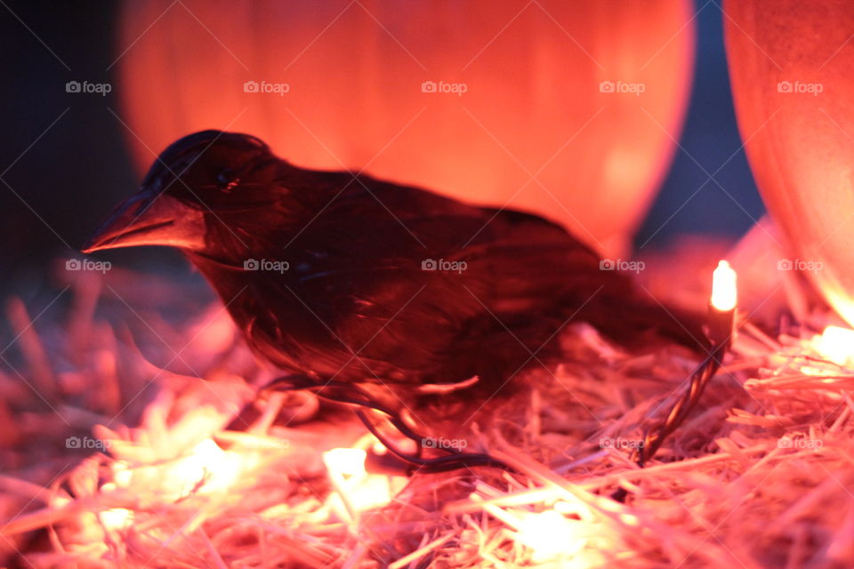 Spooky Halloween Raven ready to play tricks or steal treats! 