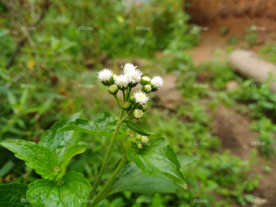 indian beautiful flower amazing photo