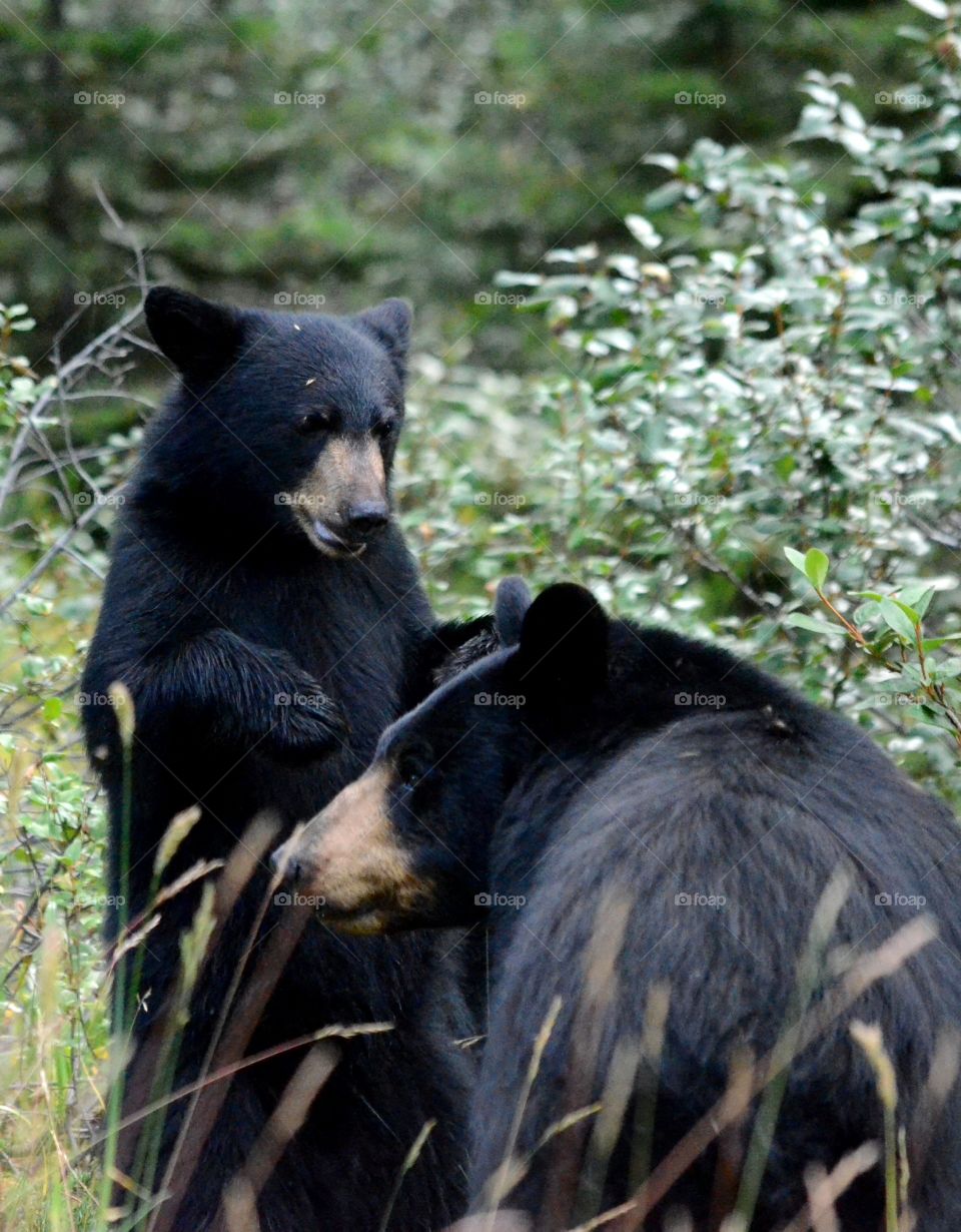baby & mama black bear in Banff National park