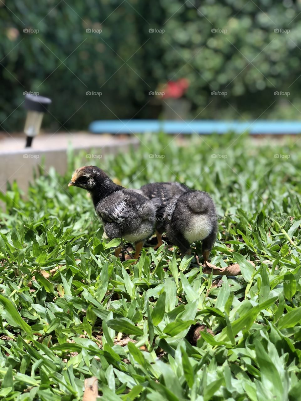 Rio Grande do Sul, Brazil