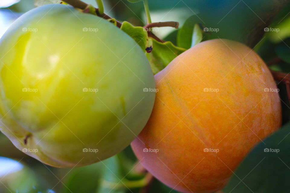 Close up of a ripe and unripe organic Kaki Japanese Persimmon.  Beautiful sweet,  healthy and delicious dessert