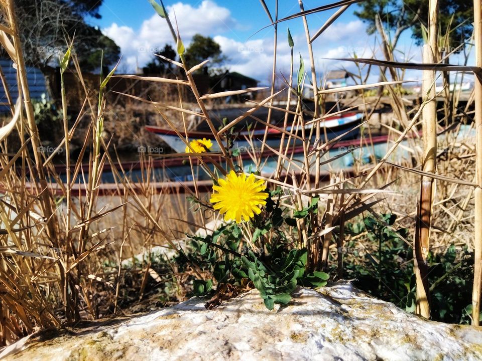 Boats behind a flower