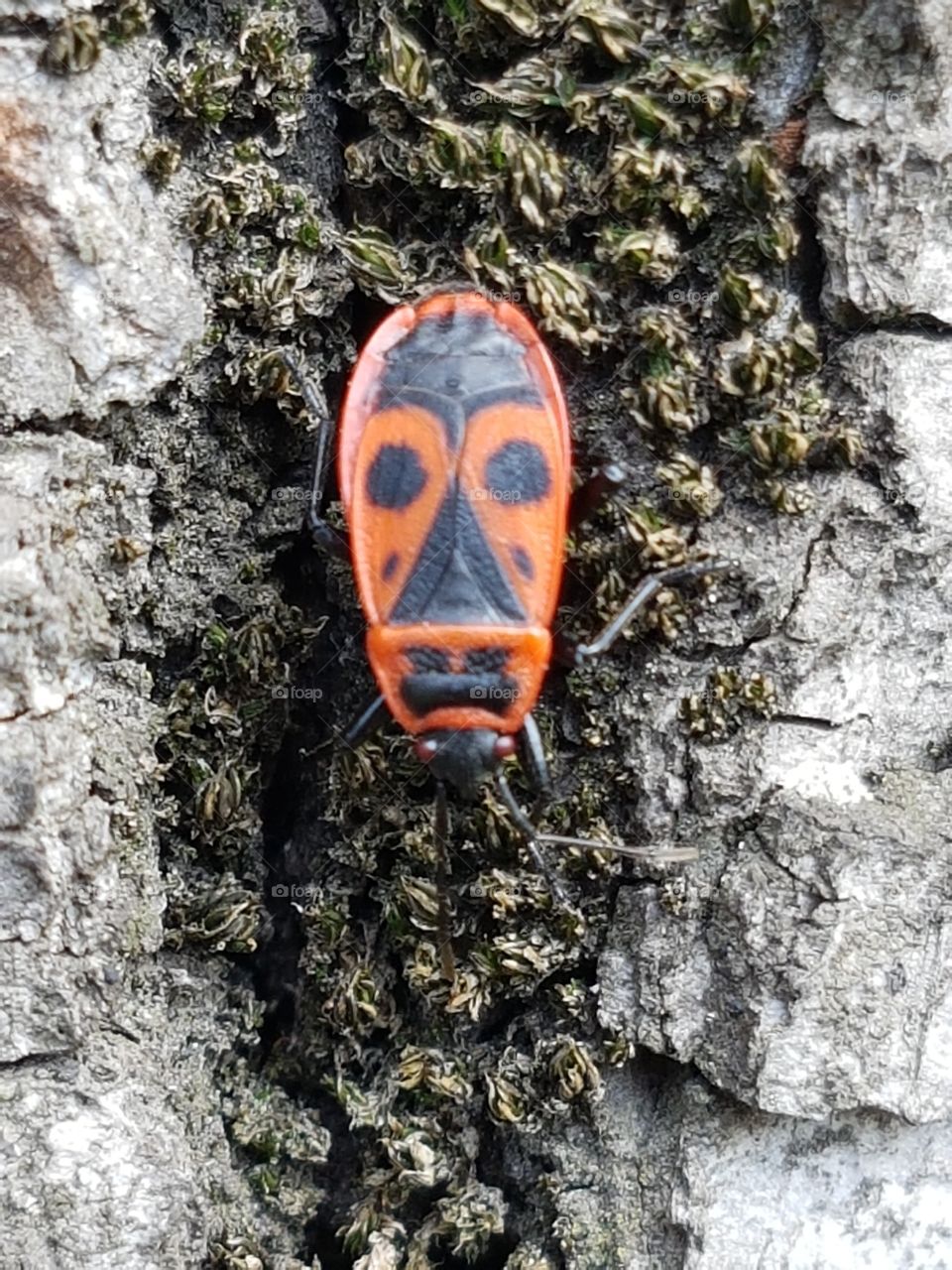 A bug's life on the tree