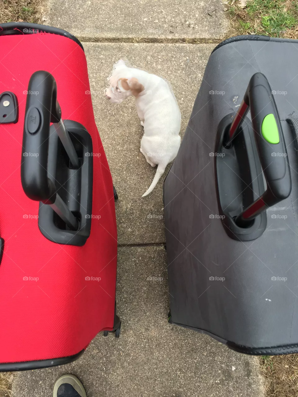 Travel pup