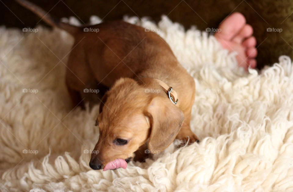 Doggy in cozy bed