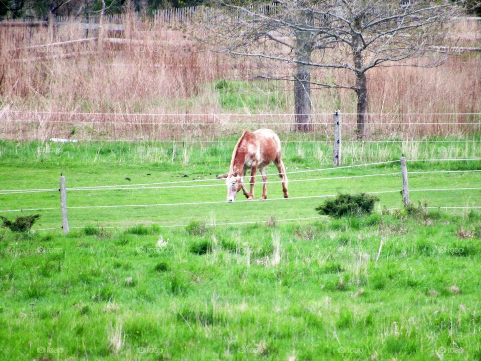 New York, Long Island, East Hampton, Horse, plants, Panoramic View, Sky, Grass, Wind, Green, Trees, Farm, 