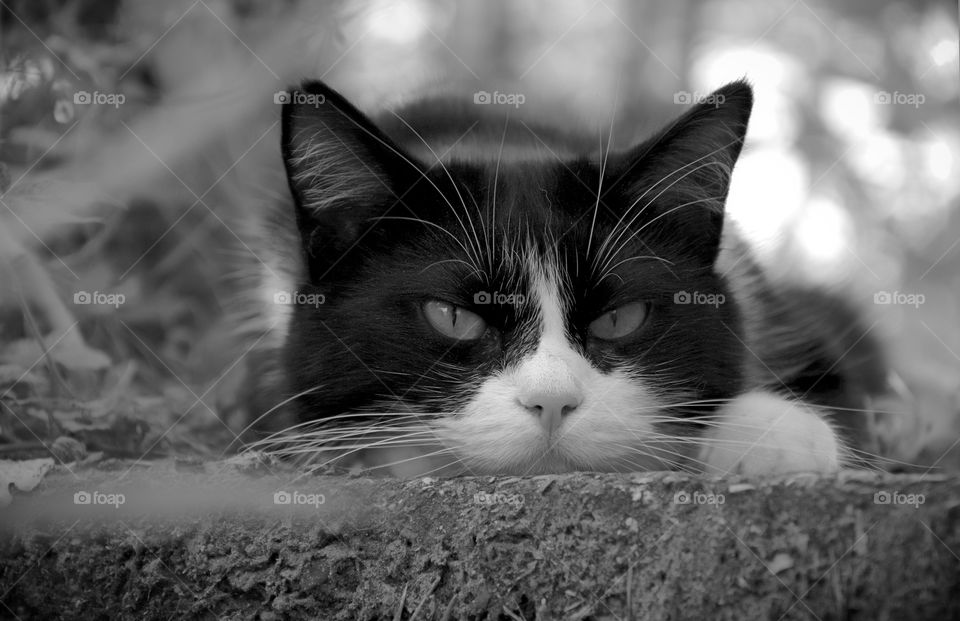 Laizy cat in black and white posing for a shot