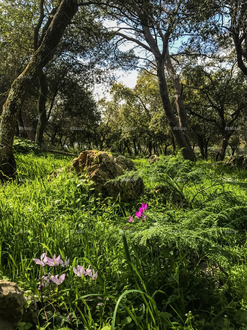 Nature - Wild Flowers 