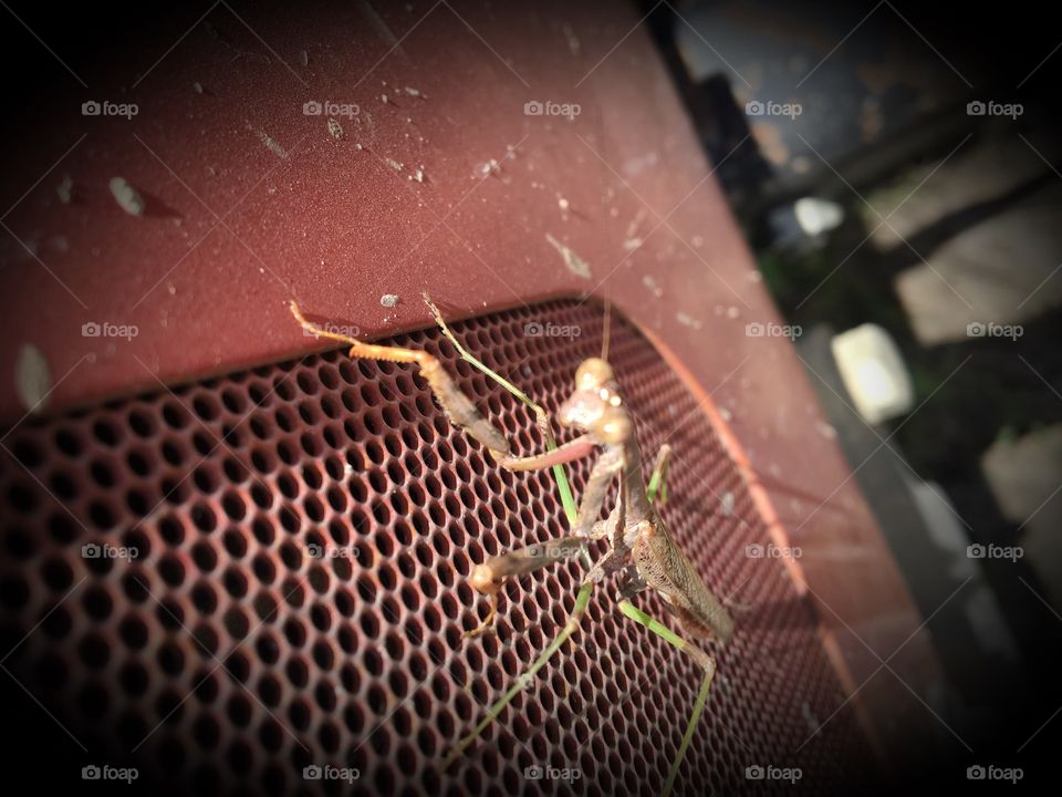 Up close an personal with a praying mantis 