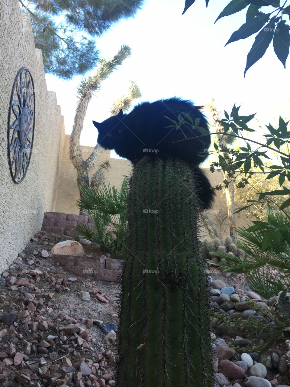 Cat I. A cactus 