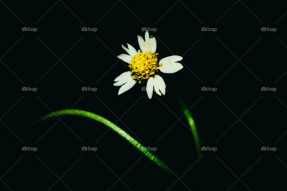 Artistic photographs of flowers on a black background.