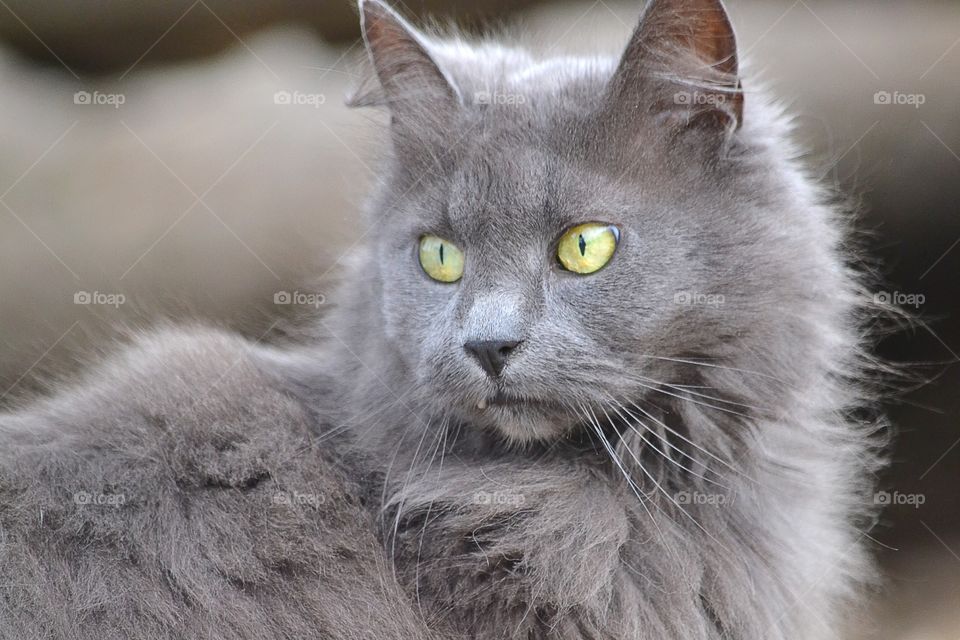 Close-up of a grey cat