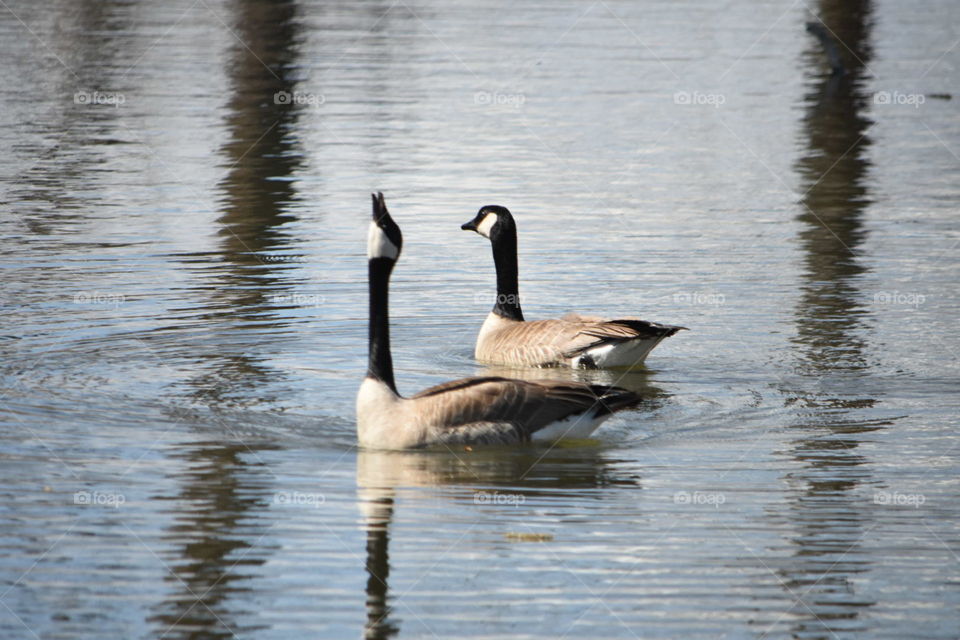 Canadian Geese on water