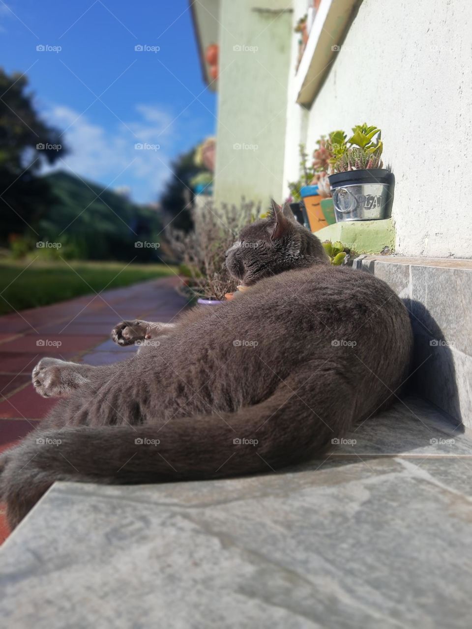 cat sunbathing