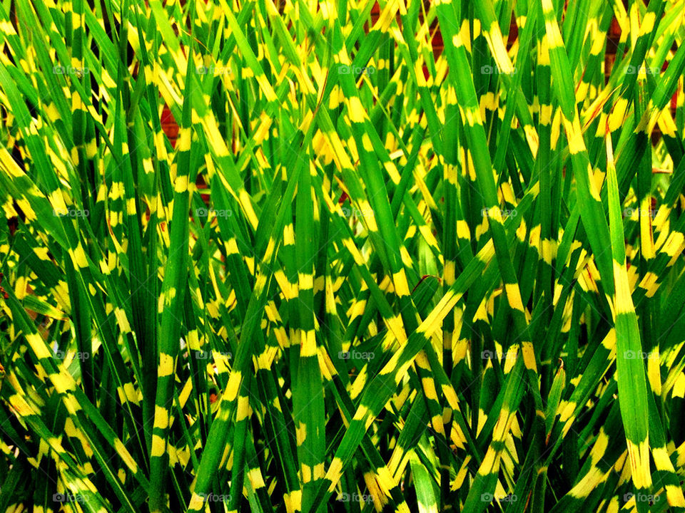 green garden yellow grass by vickikl3