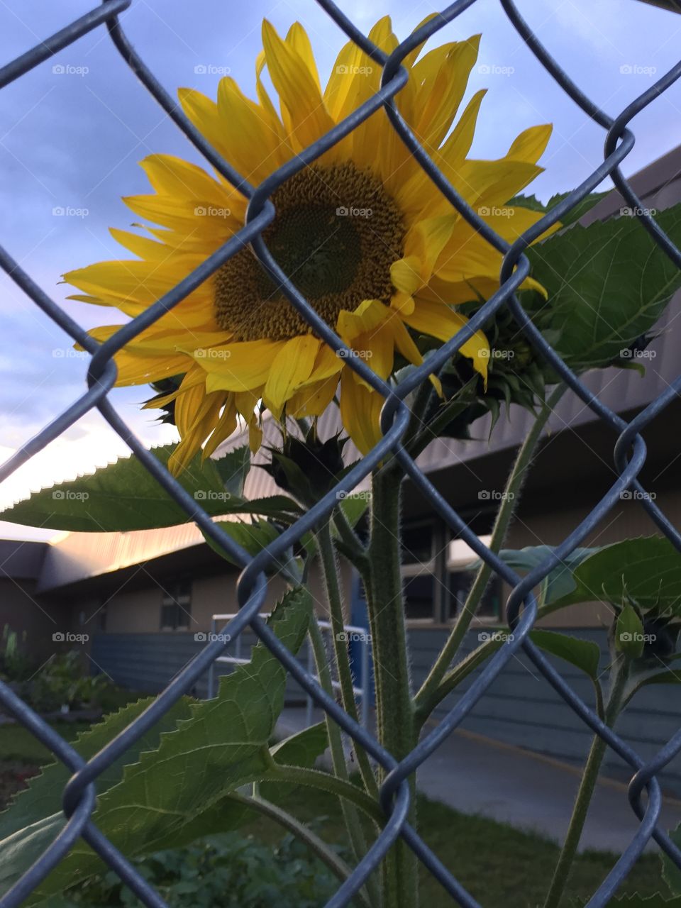 The irony of a beautiful flower captured as a photo forever mine while behind a caged fence makes this picture deepen summers end to me.