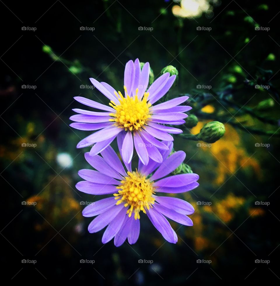 Wild purple daisies 