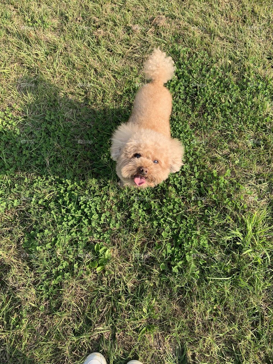 Happy dog at the park