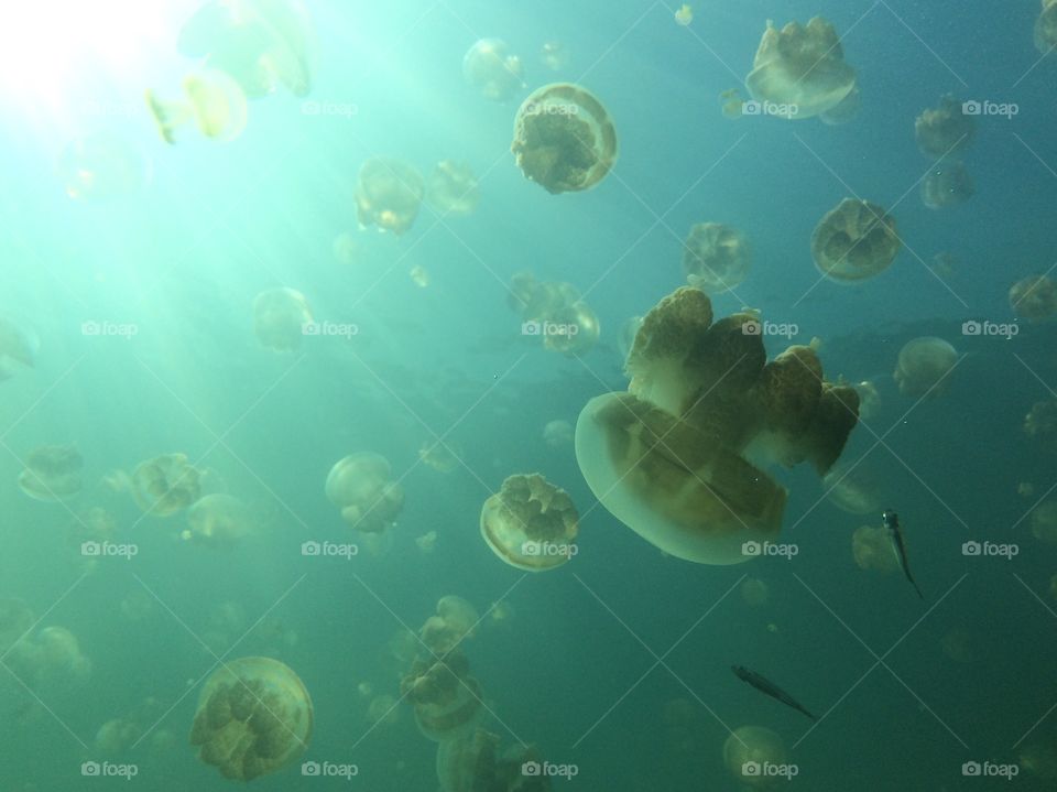 Jelly fishs in Jelly fish lake in Palau