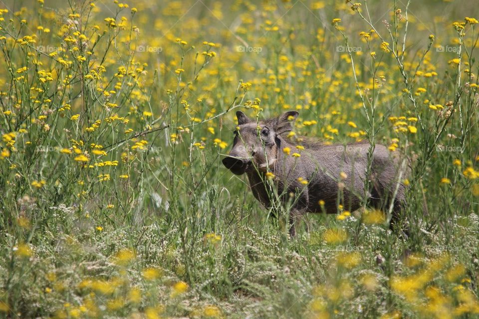 Pig in flowers