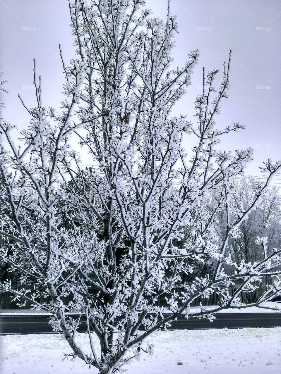 Frosted Tree