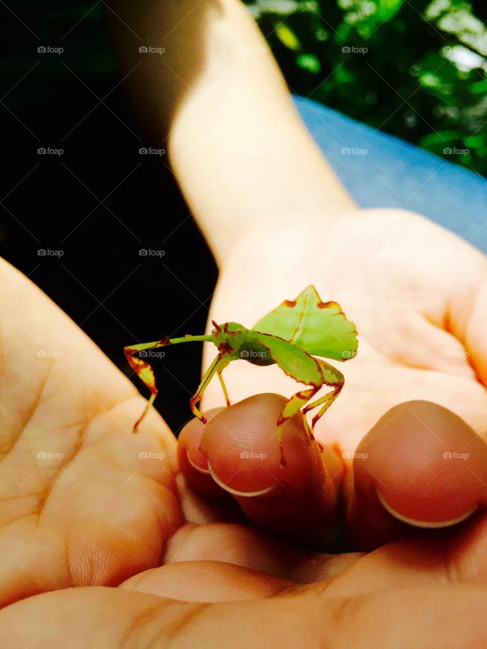 Mantis 