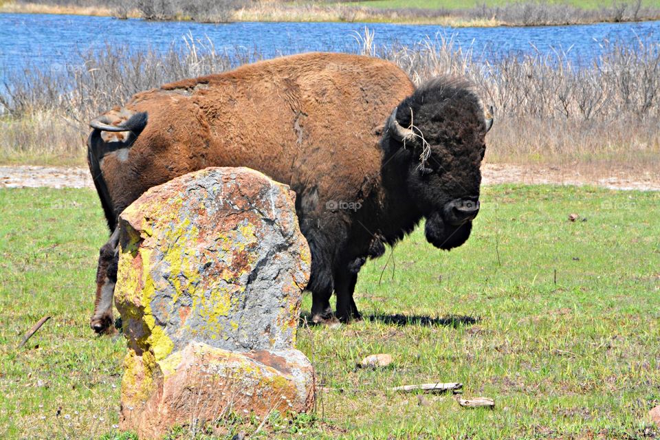 Memories of summer - Hugh make buffalo at Wichita Mountain Wildlife Refuge