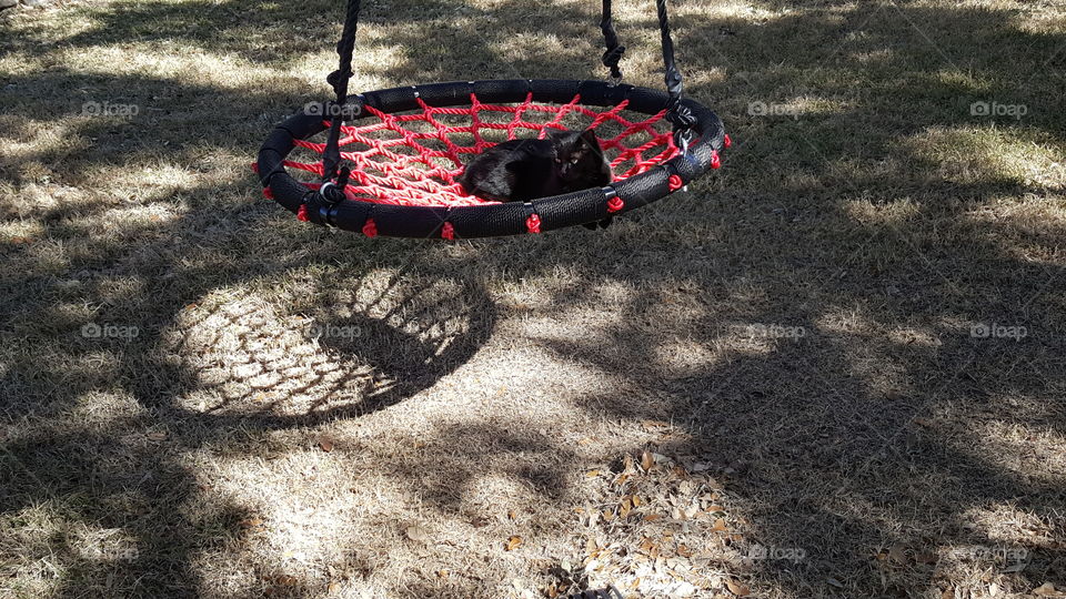 cat swing
