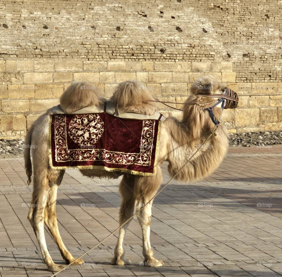 Le chameau du fort de Boukhara