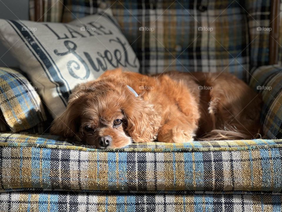 A sweet old dog laying in his favorite chair