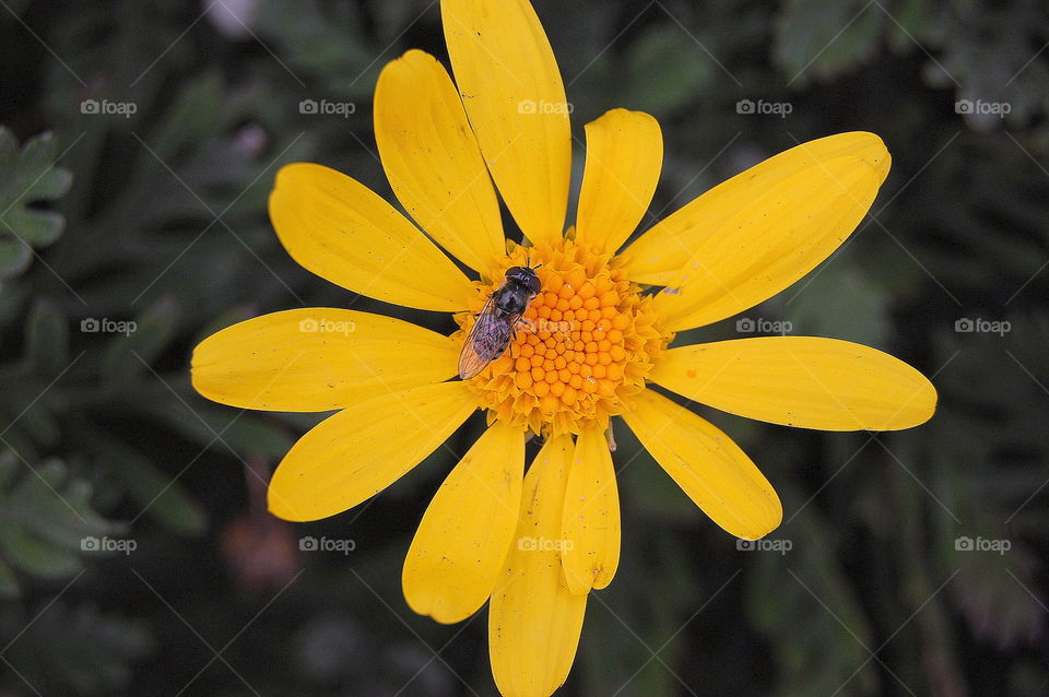 Bee on a Yellow wildflower. Bee on a Yellow wildflower