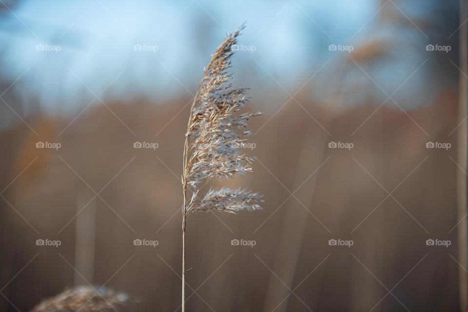 Tall grass