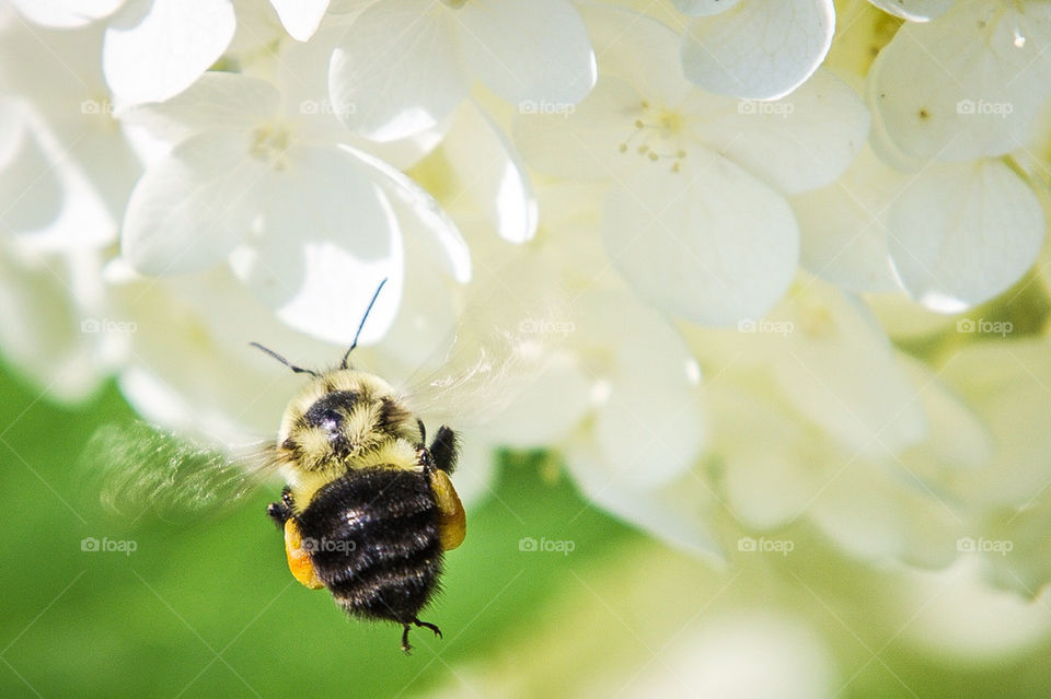 Bumble Bee targets hydrangea