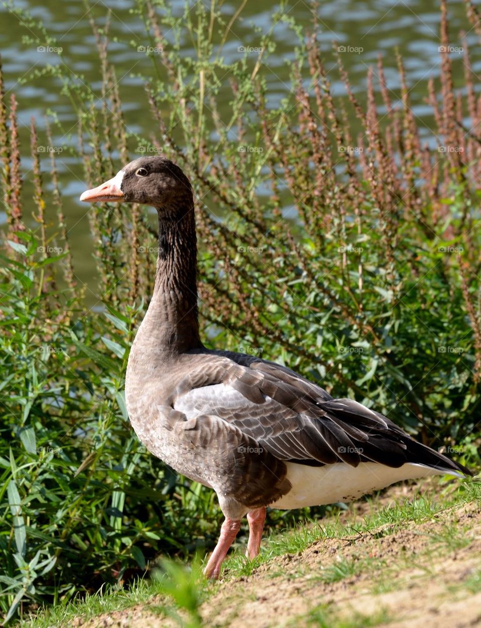 A goose in a park in Meise, Belgium.