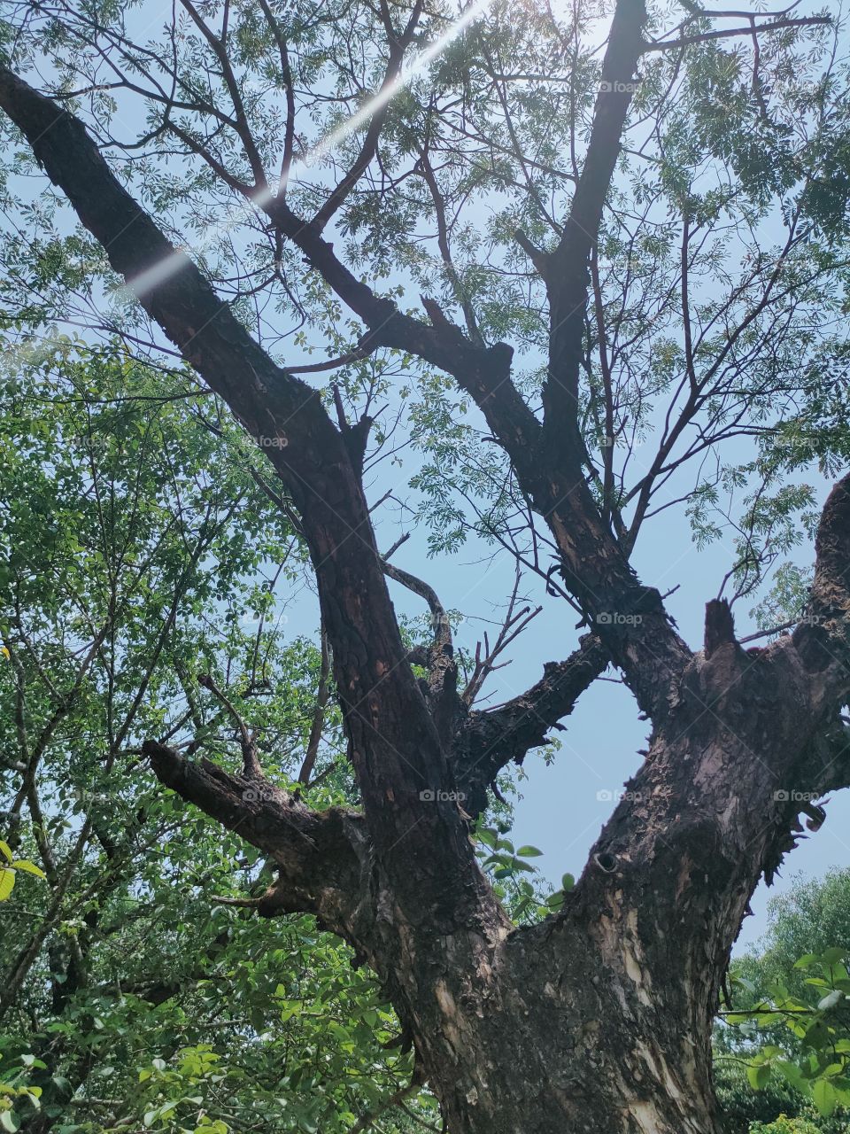 Beautiful view of forest