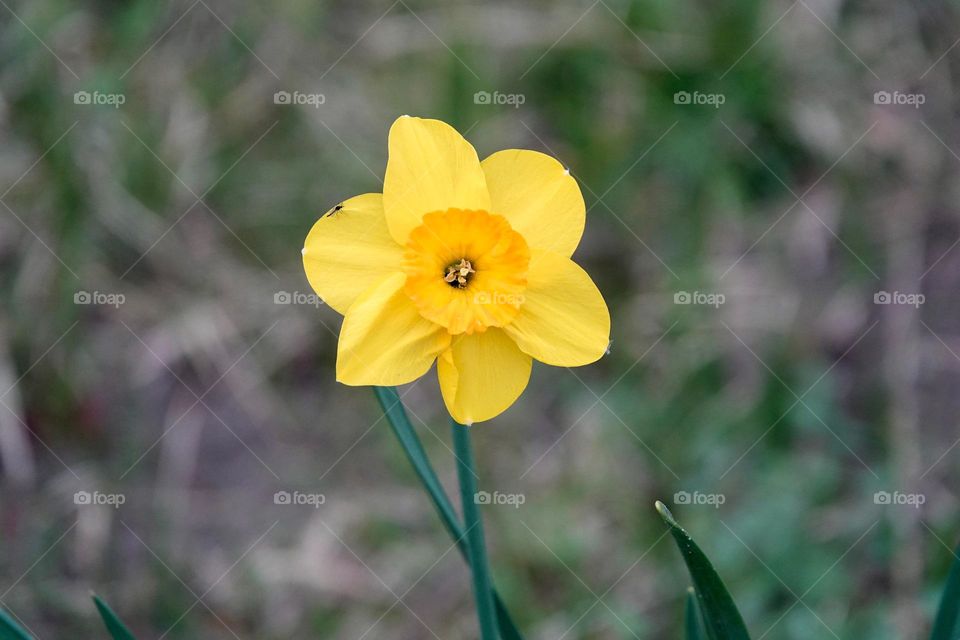 Photo of yellow flower narcissus. Background Daffodil narcissus with yellow buds and green leaves.