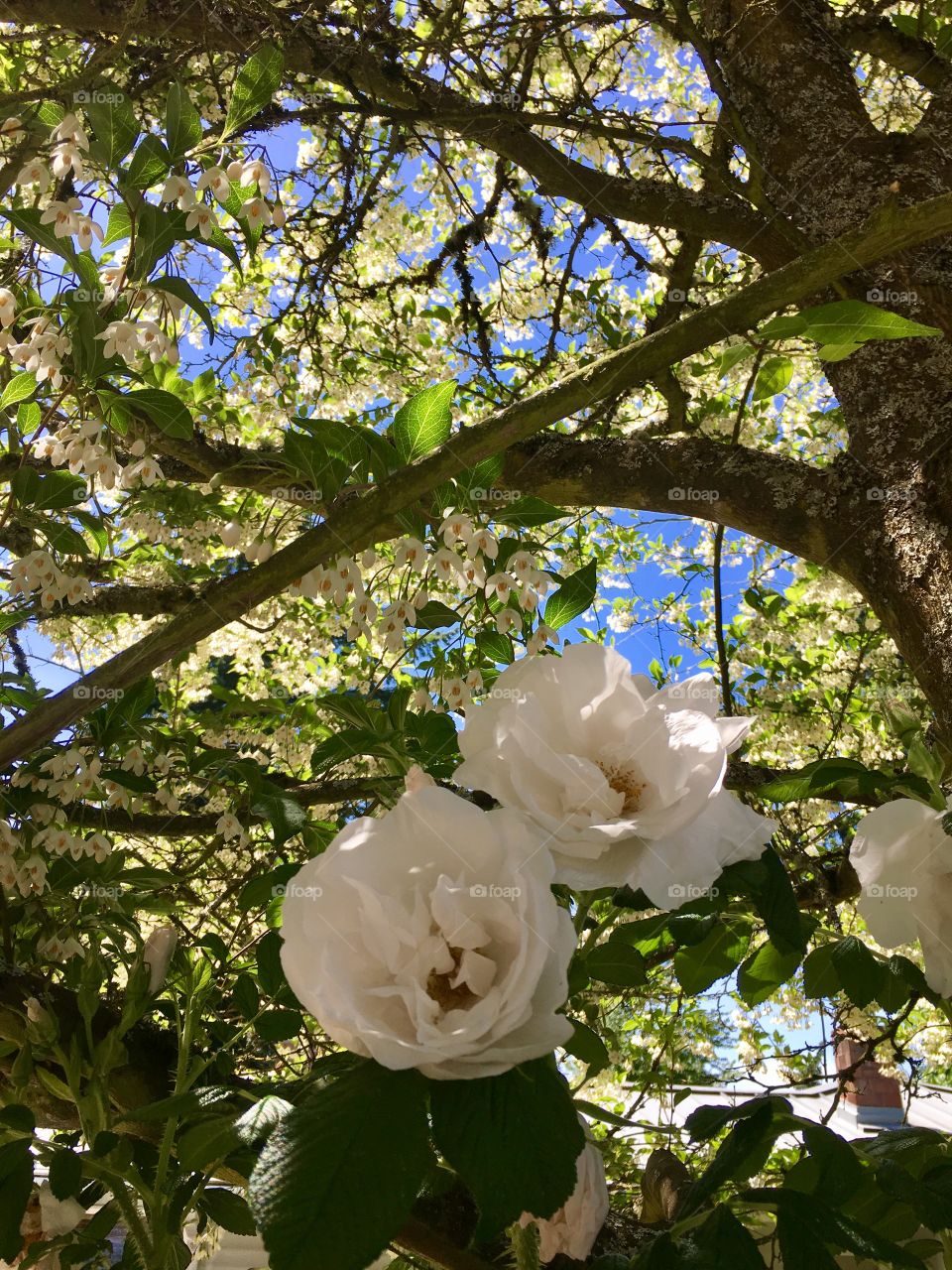Beautiful roses and blooms 