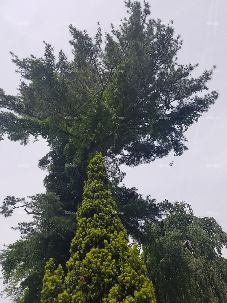 Tree, Nature, No Person, Landscape, Outdoors