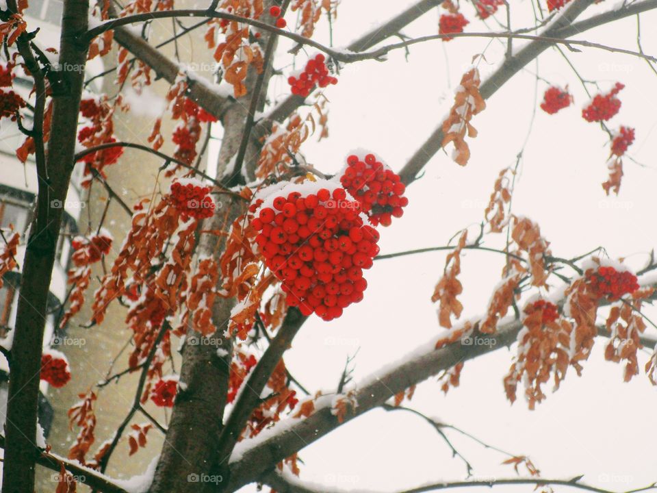 Rowan in the snow