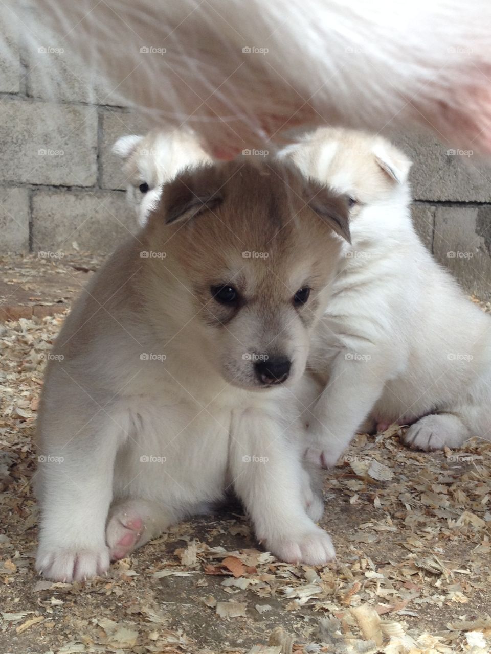 There is a better world with puppies