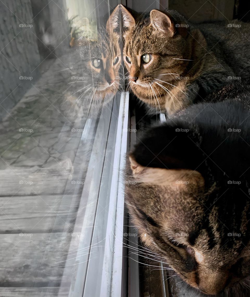 Two Cats Looking Outside Through The Glass Door With Symmetrical Reflection.