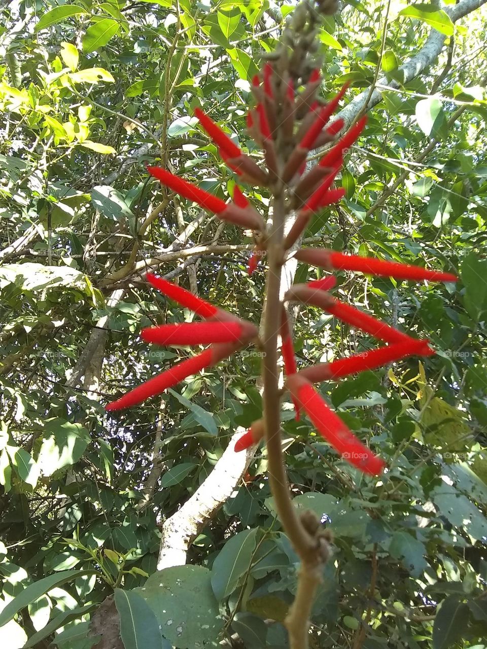 mulungu flower